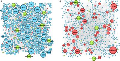 ECM–Receptor Regulatory Network and Its Prognostic Role in Colorectal Cancer